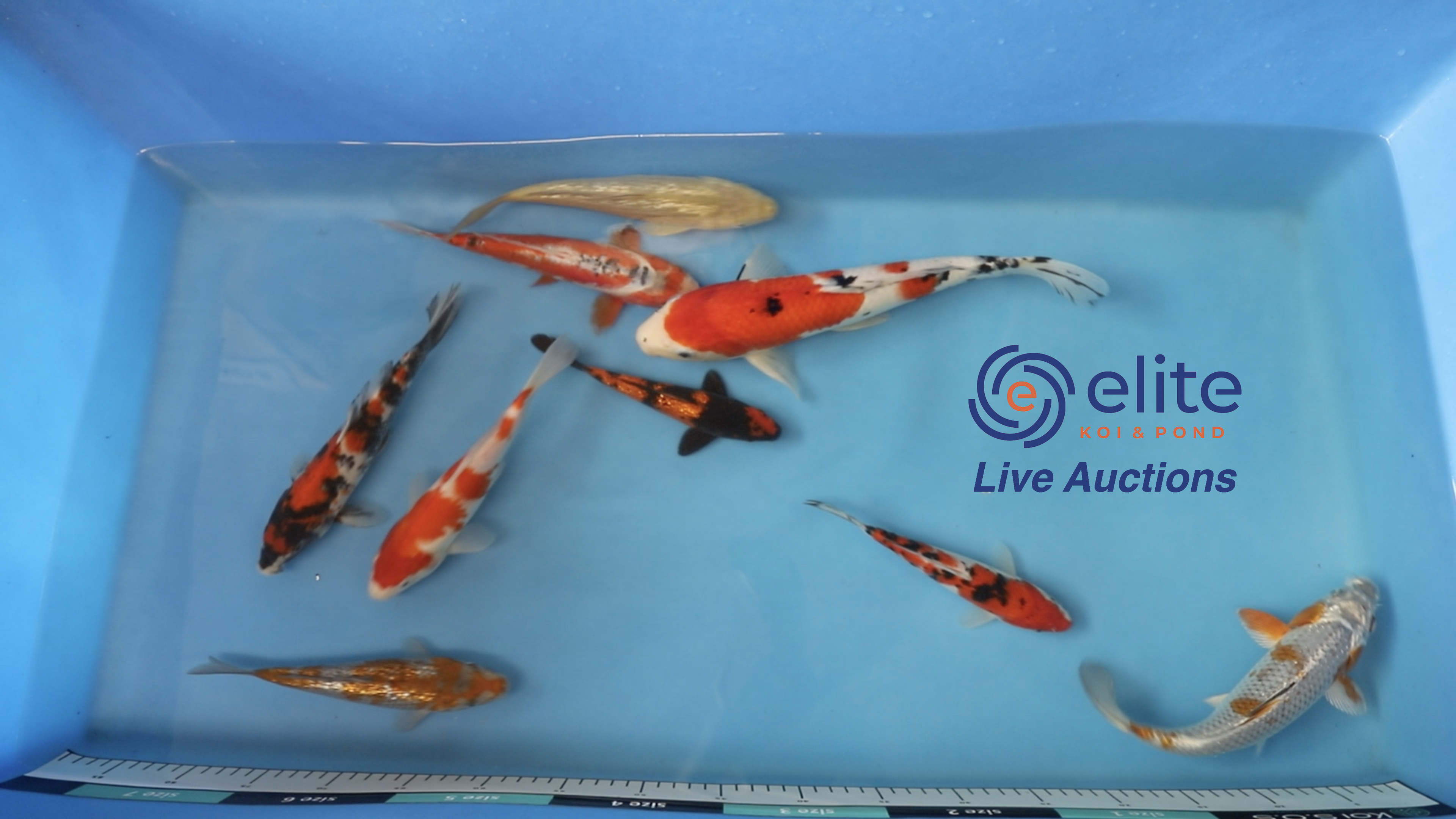 Join Our Weekly Japanese Koi Auction Livestream - 20th July