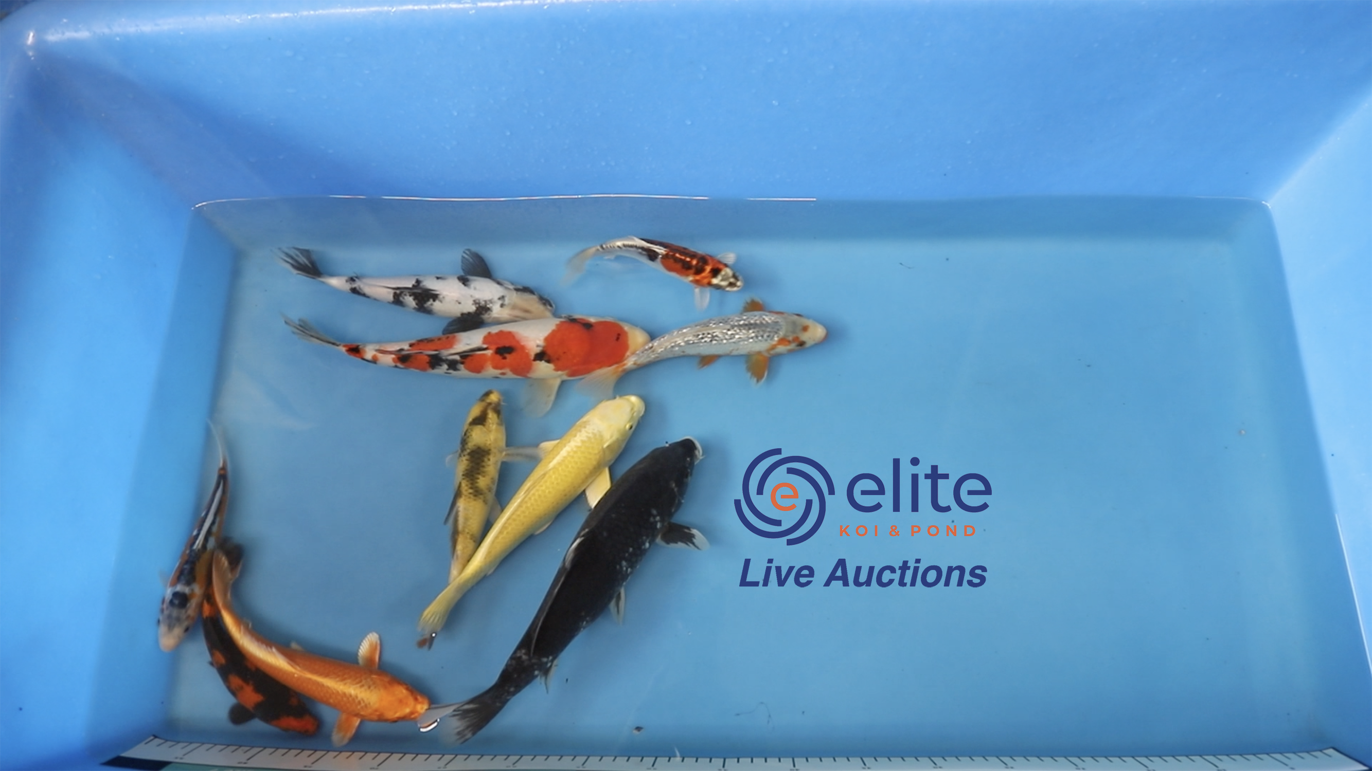 Join Our Weekly Japanese Koi Auction Livestream 28 Of September