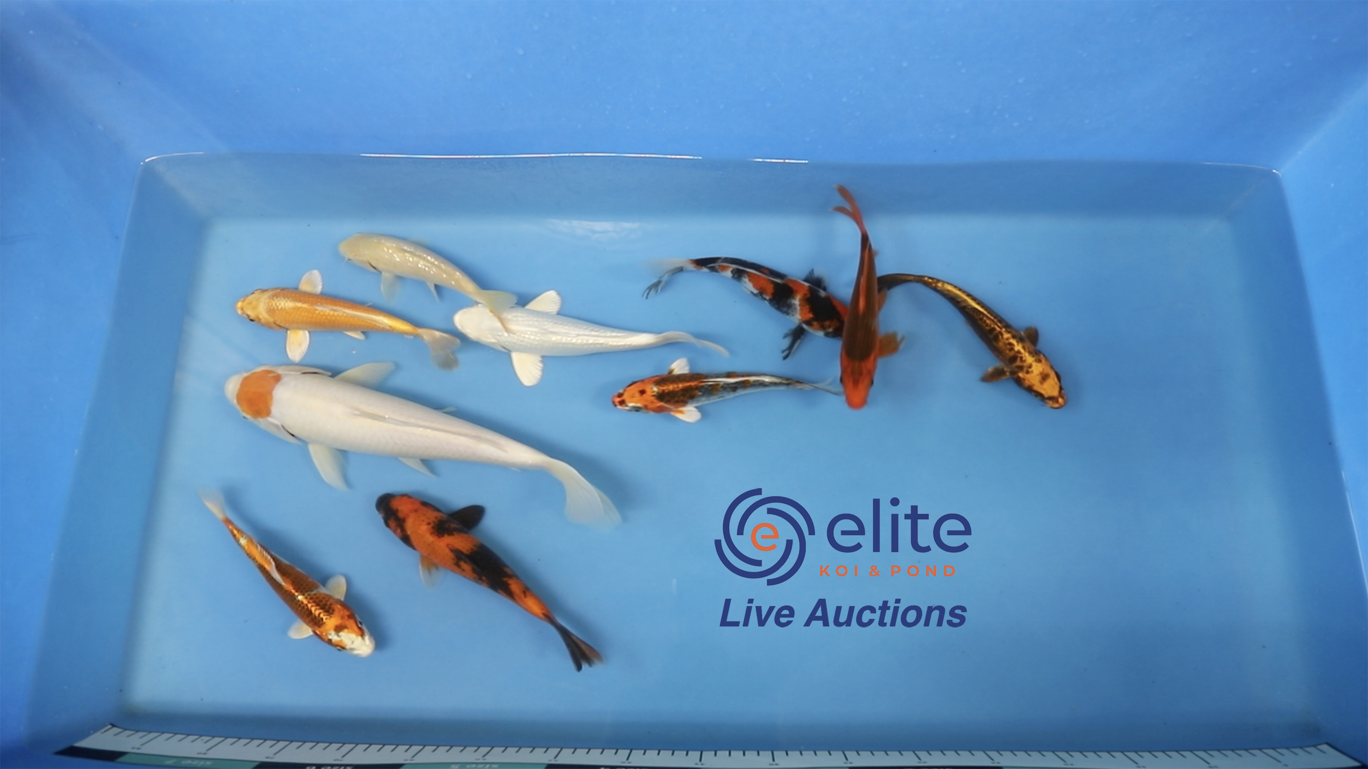 Join Our Weekly Japanese Koi Auction Livestream - 05th of October