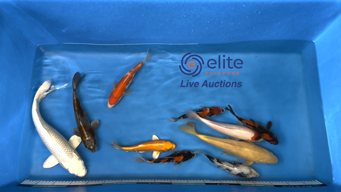 Join Our Weekly Japanese Koi Auction Livestream - 19th of October