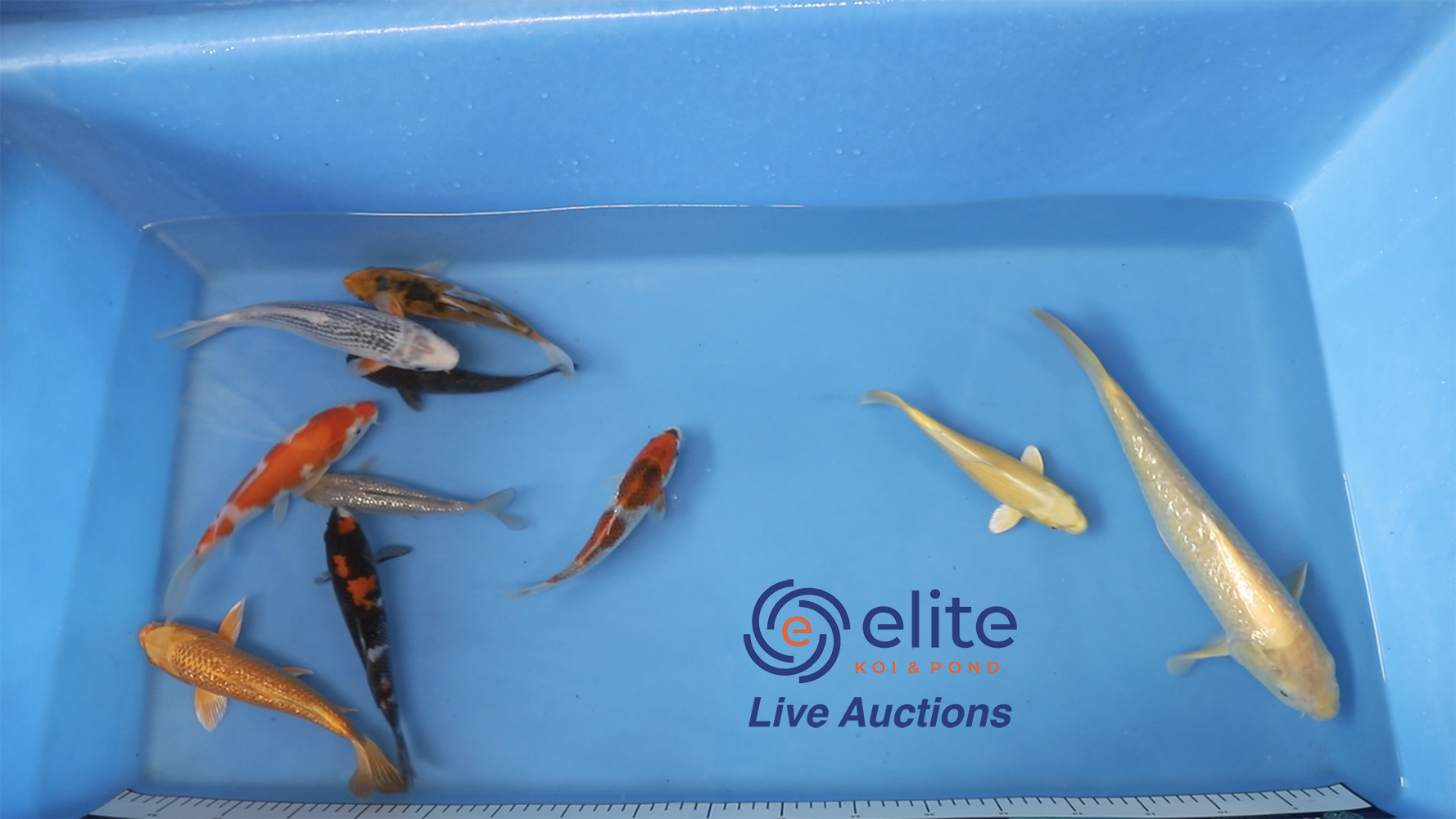 Join Our Weekly Japanese Koi Auction Livestream - 26th of October