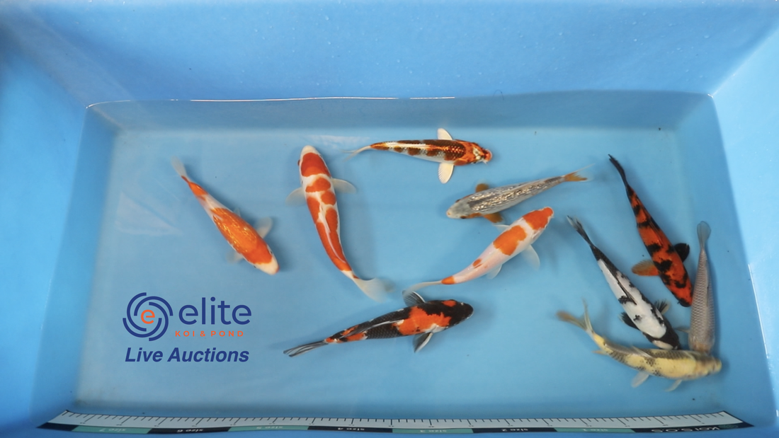 Join Our Weekly Japanese Koi Auction Livestream - 2nd of November