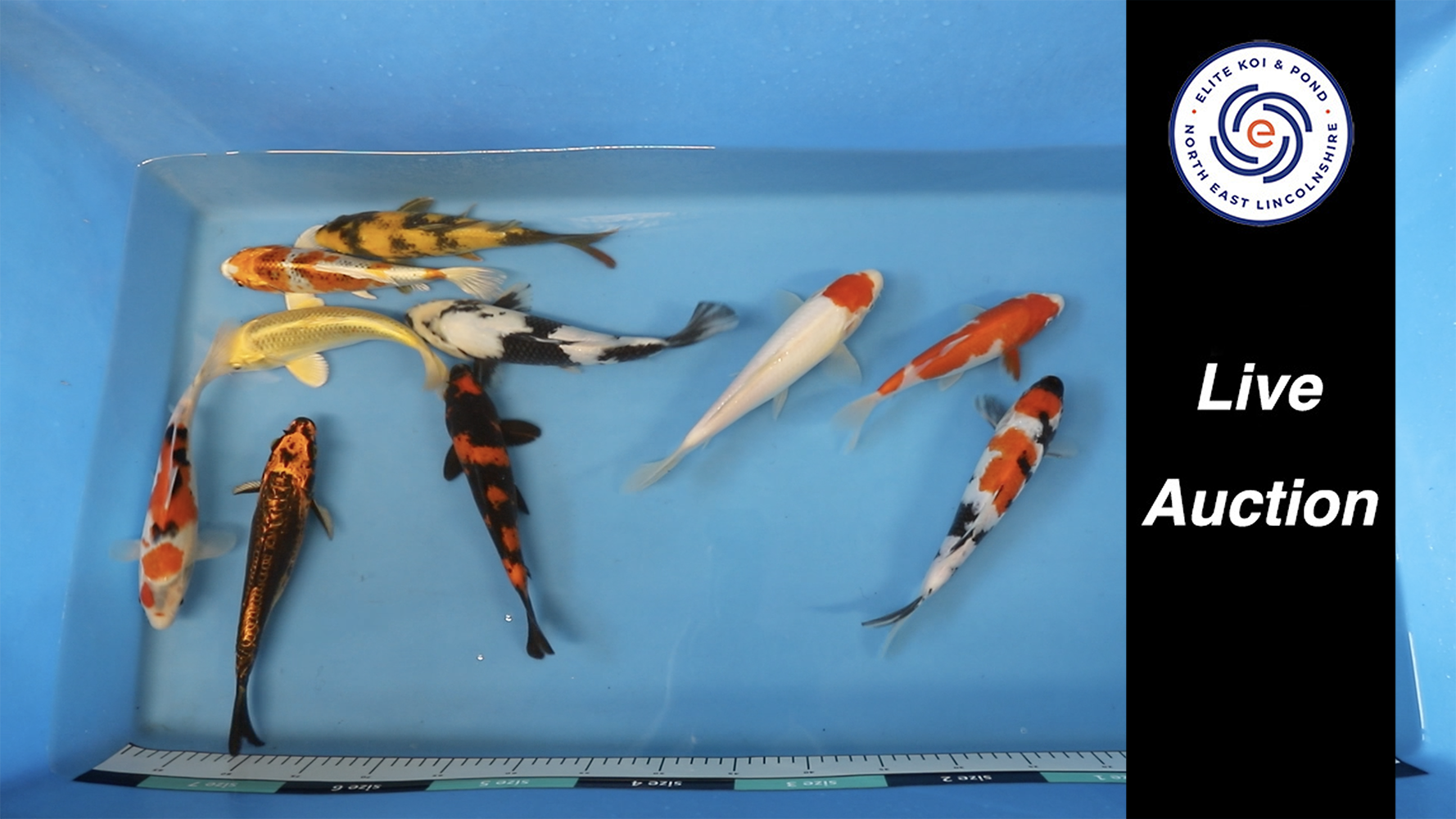 Join Our Weekly Japanese Koi Auction Livestream - 16th of November
