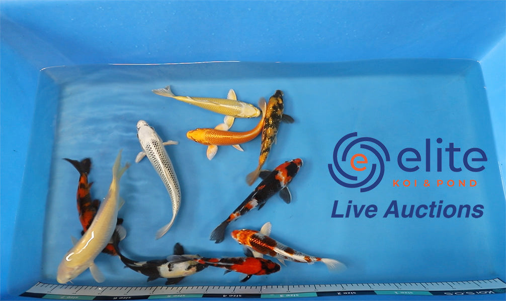 Join Our Weekly Japanese Koi Auction Livestream - 23rd of November