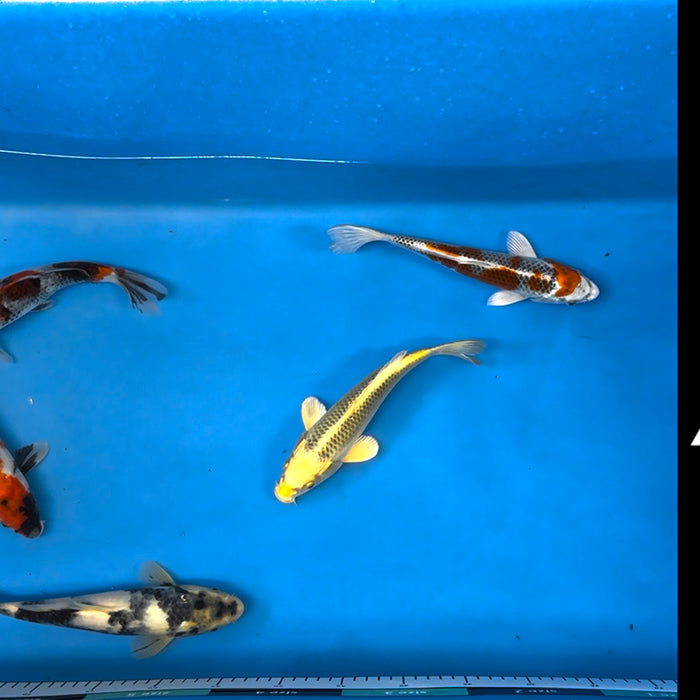 Join Our Weekly Japanese Koi Auction Livestream - 14th of December