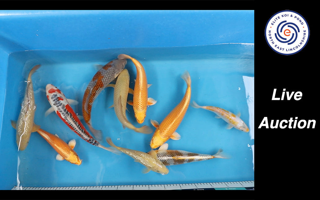 Join Our Weekly Japanese Koi Auction Livestream - 29th of March