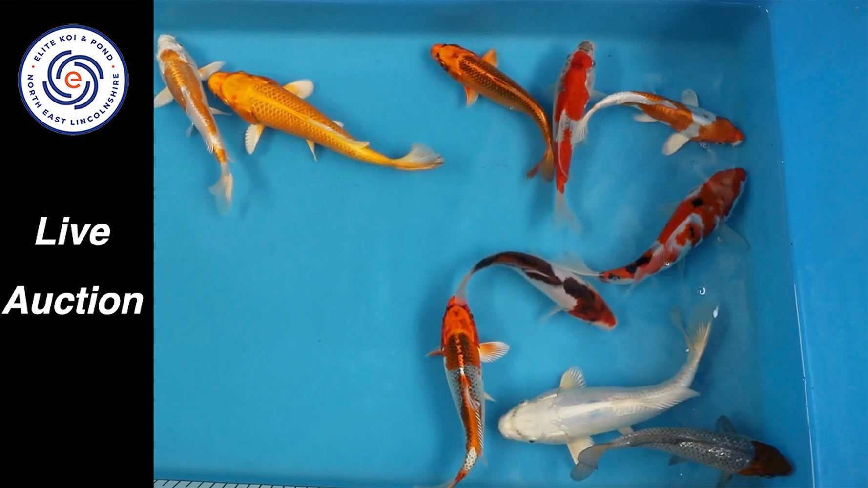 Join Our Weekly Japanese Koi Auction Livestream - 12th of april