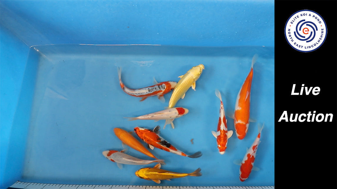 Join Our Weekly Japanese Koi Auction Livestream - 26th of april