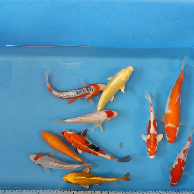 Join Our Weekly Japanese Koi Auction Livestream - 26th of april