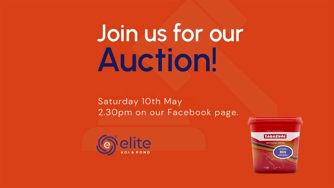 Join Our Weekly Japanese Koi Auction Livestream - 10th of May