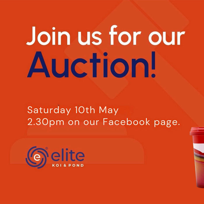 Join Our Weekly Japanese Koi Auction Livestream - 10th of May