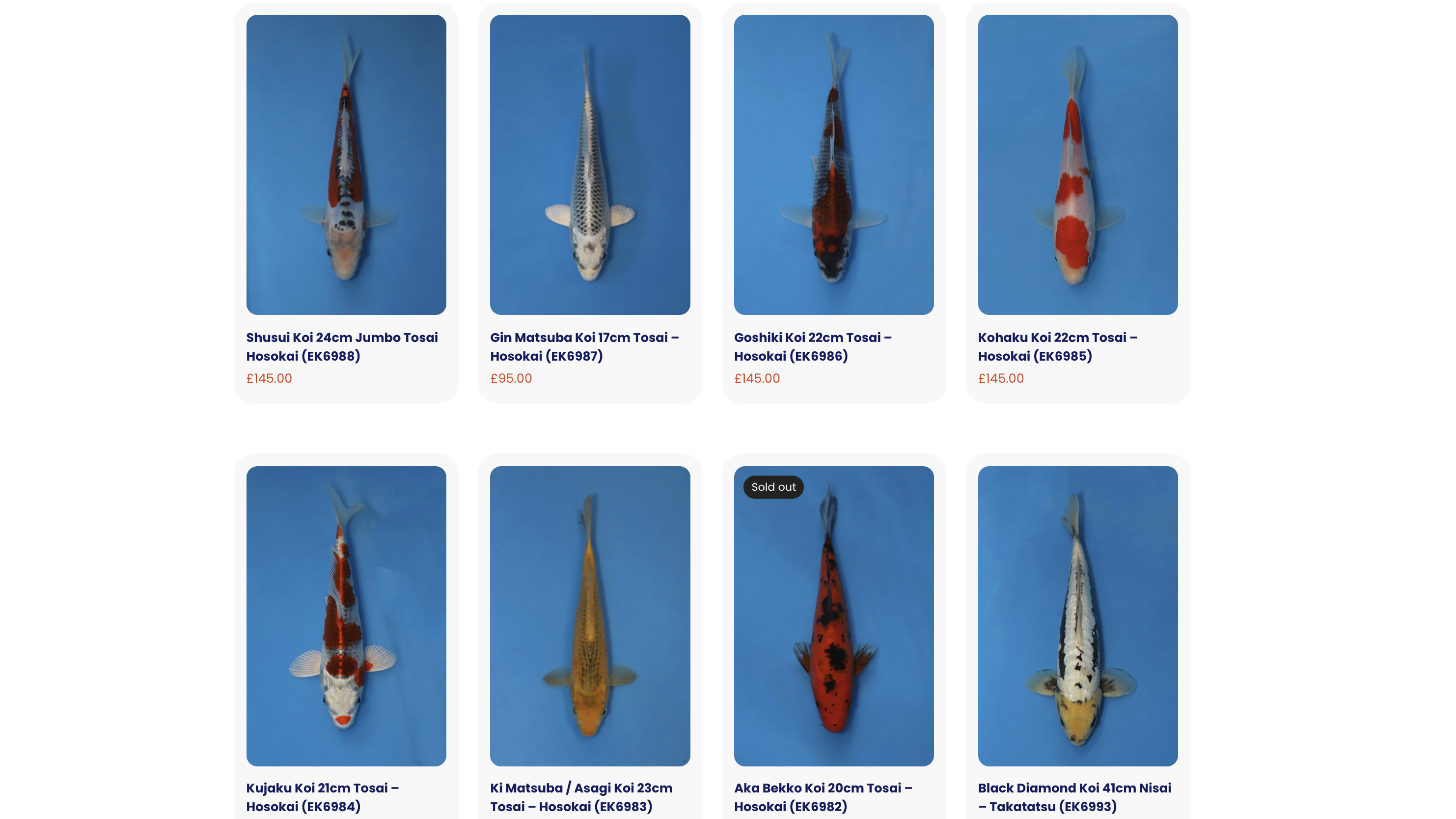 New Japanese Koi for Sale UK – Latest Arrivals from Hosokai Koi Farm