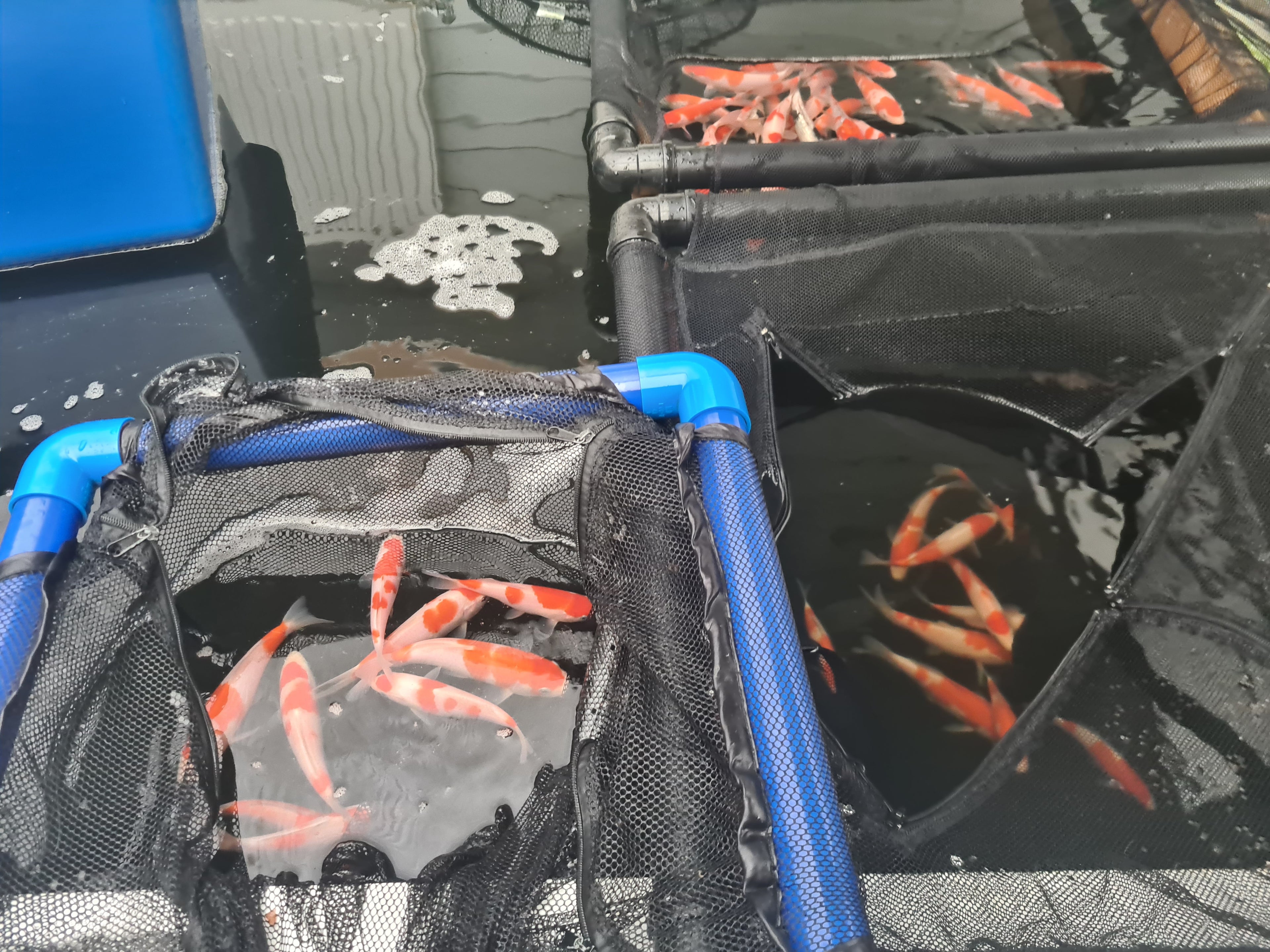 Dainichi Kohaku Grow Out - Meet the 50 - Elite Koi