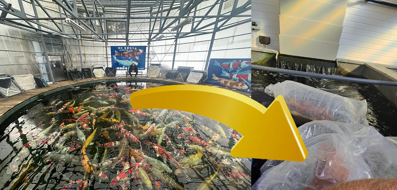 Special Maruhiro Tosai Koi Unveiled for Pond 11 at Elite Koi! Watch the Big Reveal