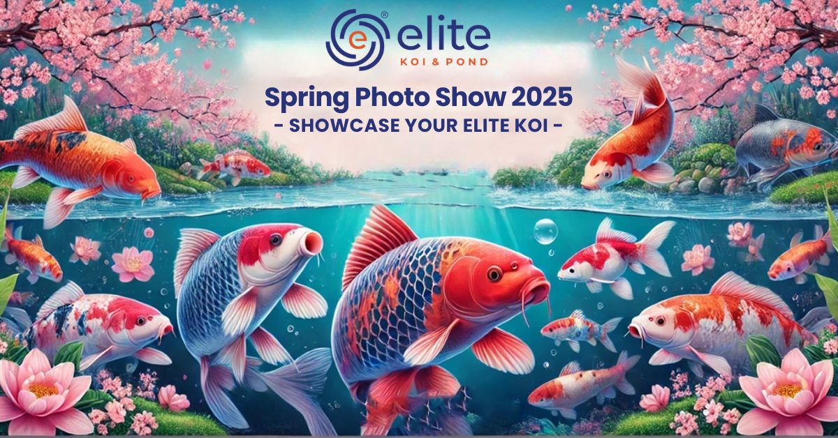 🎉 Elite Koi Spring Photoshow 2025 🎉