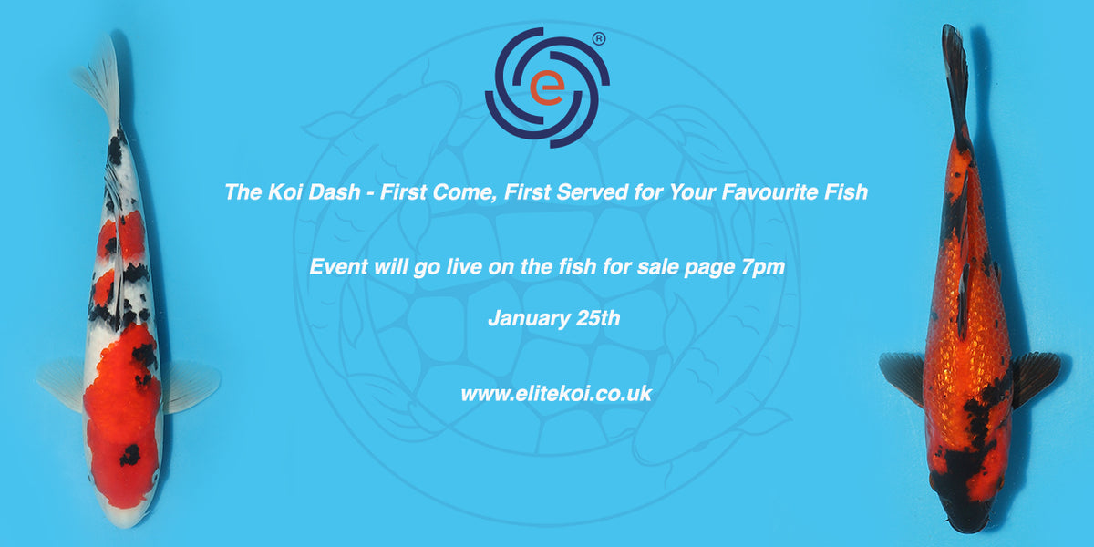 The Koi Dash First Come, First Served for Your Favourite Fish — Elite Koi