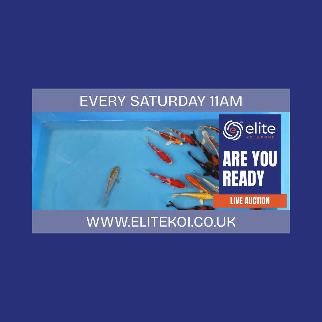 🐟 Elite Koi’s Japanese Koi Auction – Saturday, 27th September at 11AM! 🎥