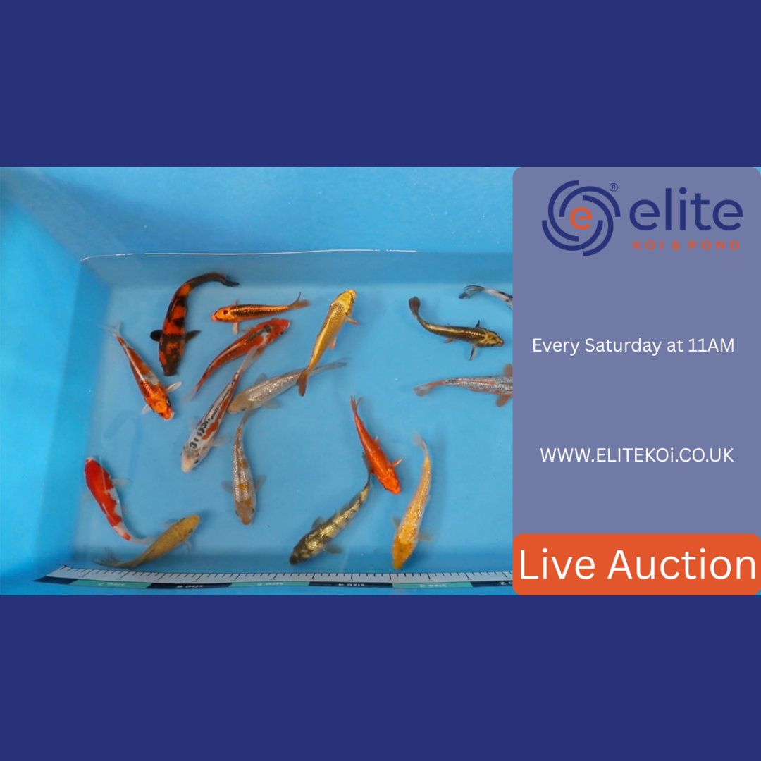 🐟 Elite Koi’s Japanese Koi Auction – Saturday, 11th October at 11AM! 🎥