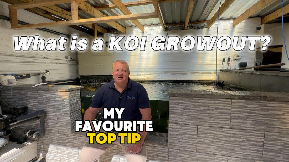 What Is a Koi Grow-Out? Discover the Exciting World of Japanese Koi Development