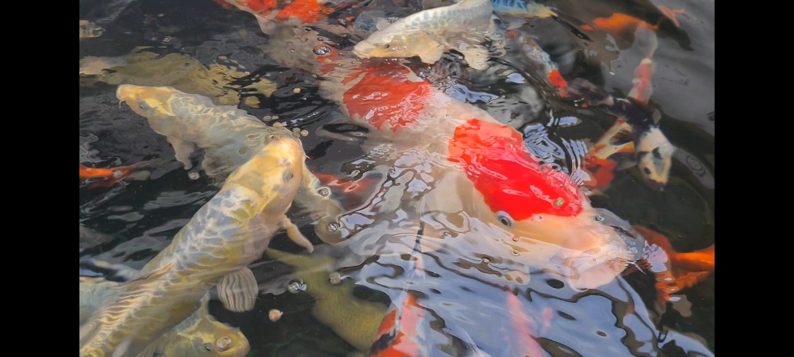 When or Should I stop feeding my Koi for Winter