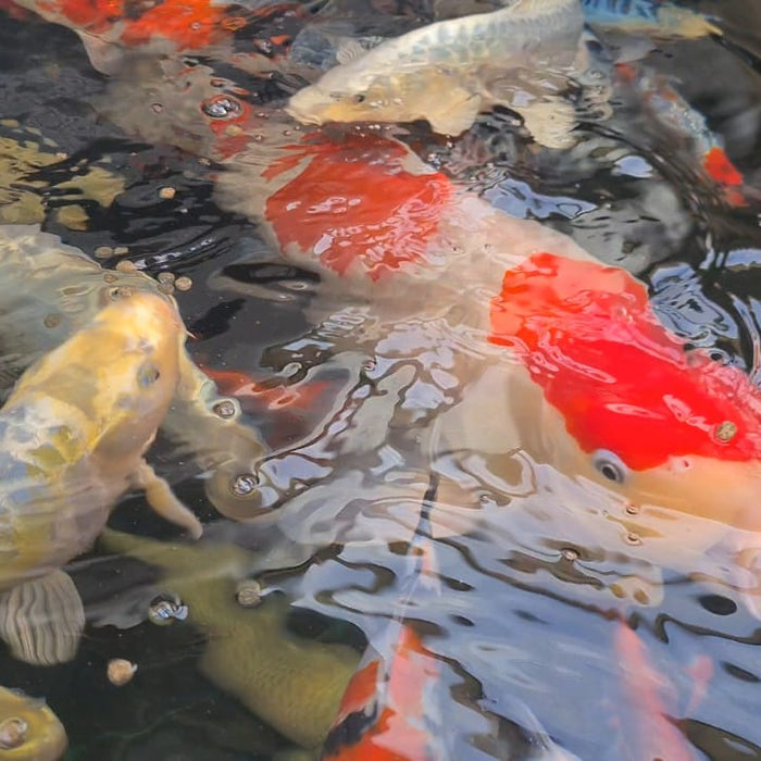 When or Should I stop feeding my Koi for Winter