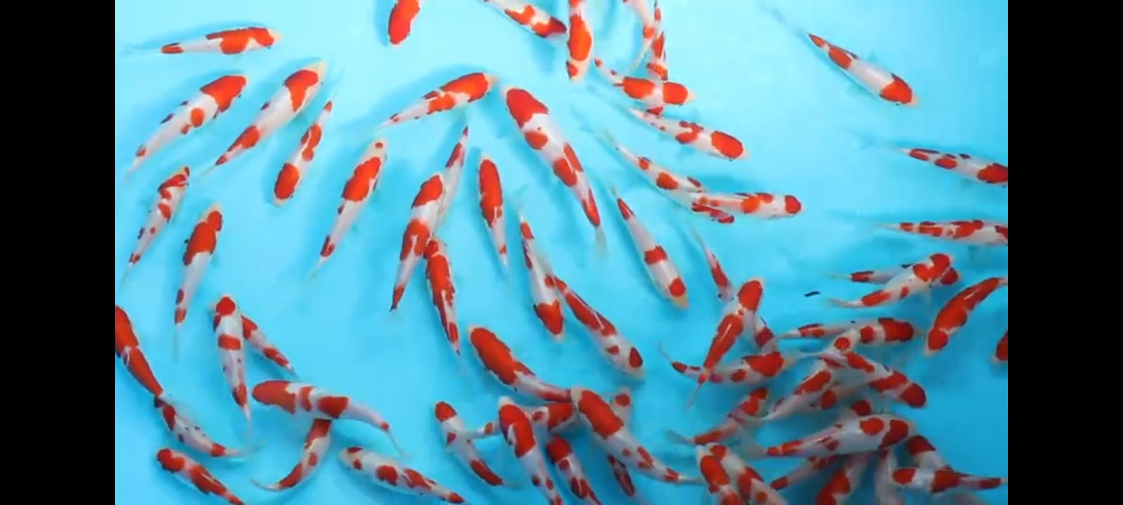 Koda Grow Out Oct 2022 & Preparations for Dainichi Kohaku Grow Out