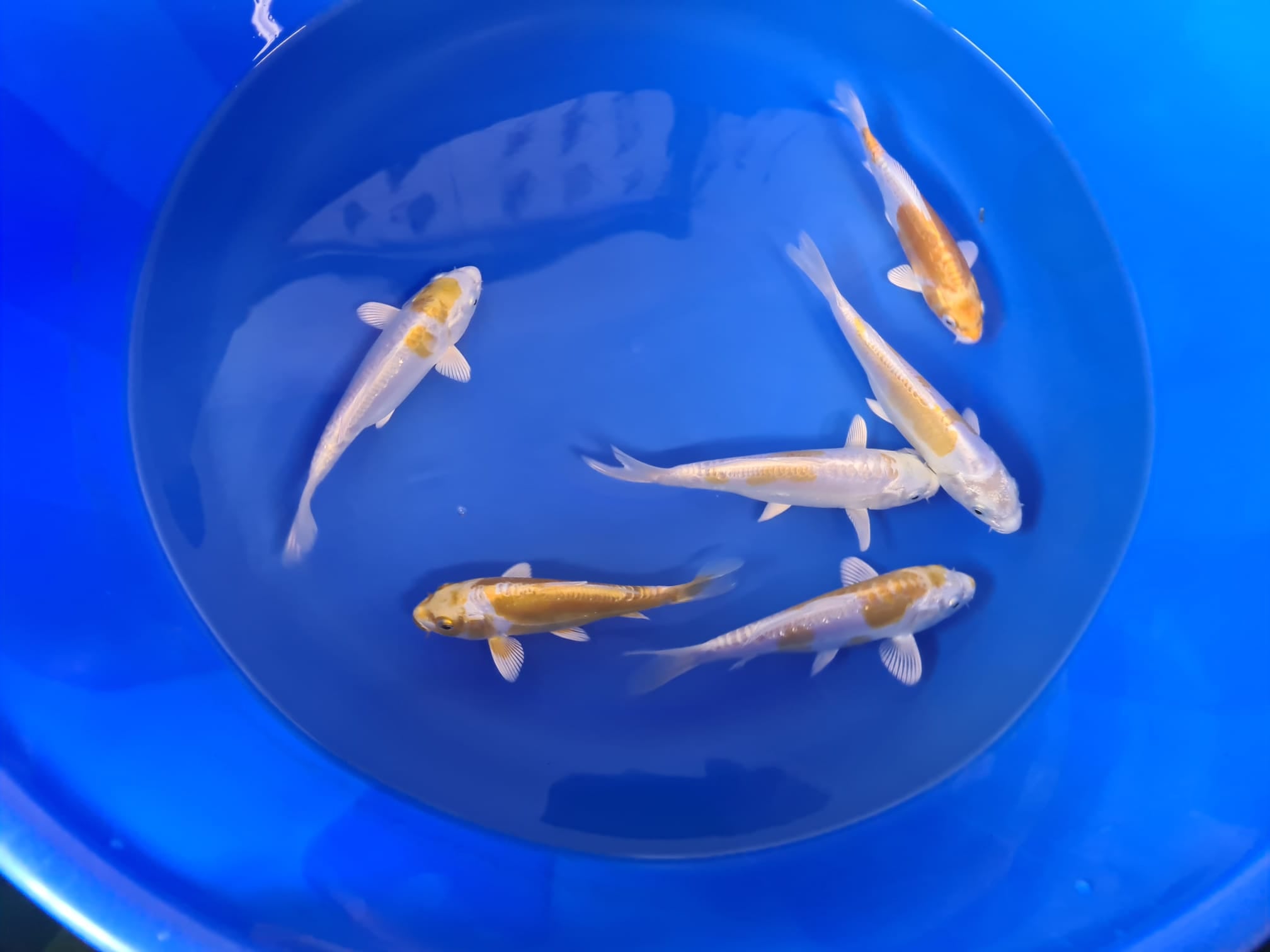 Have you heard about Elite Koi Auctions on Band
