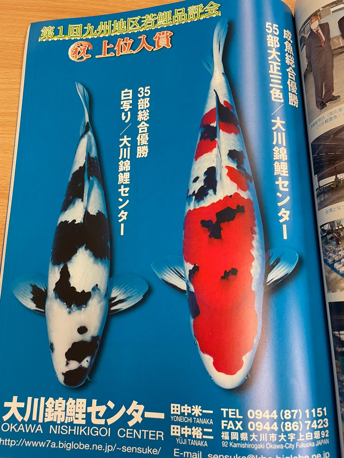 Magnificent Shiro Utsuri Koi - Christmas Eve Elite Koi Auction Showstopper!