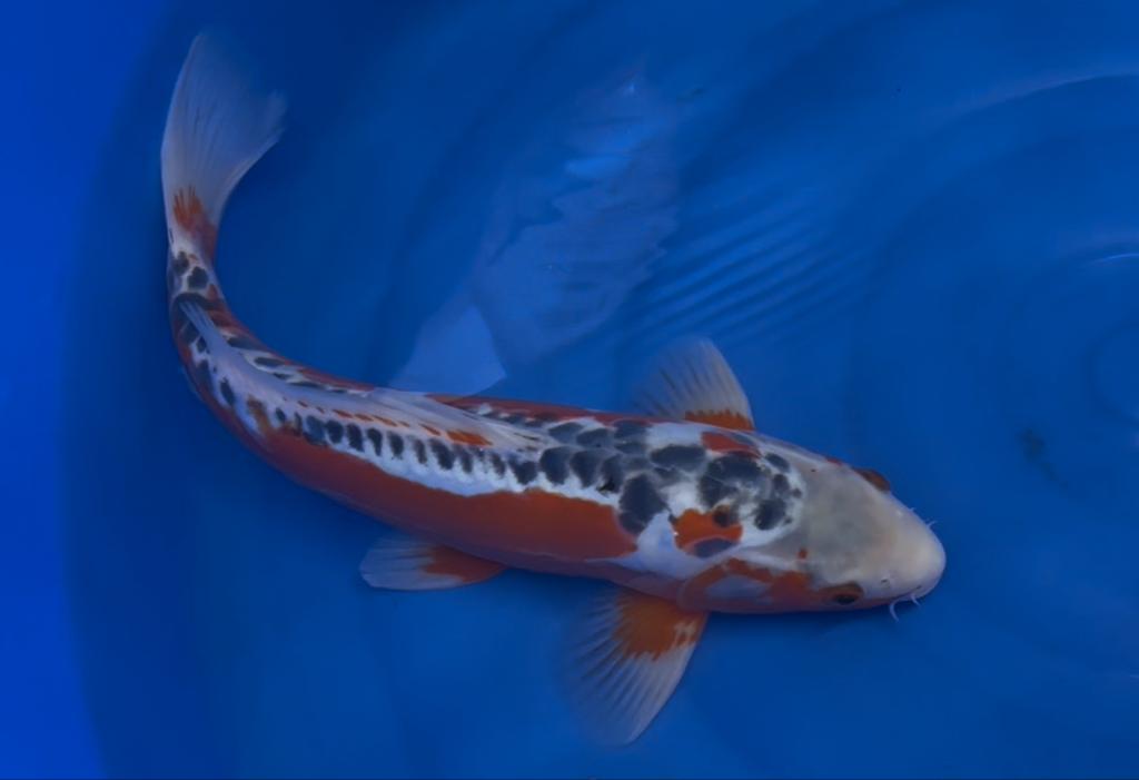 New Raffle Koi selected - 40cm Shusui from Ikarashi Ozumi