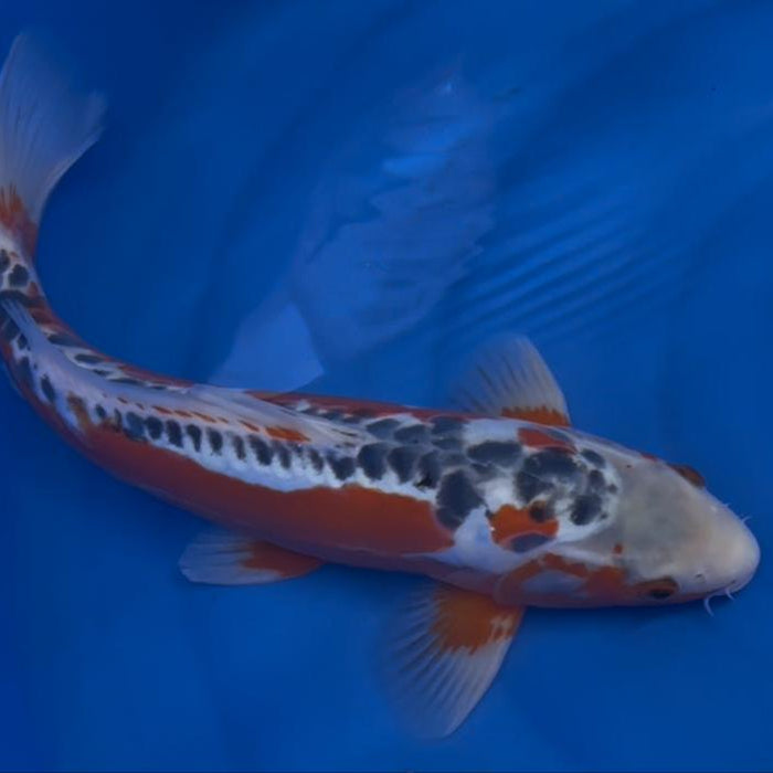 New Raffle Koi selected - 40cm Shusui from Ikarashi Ozumi