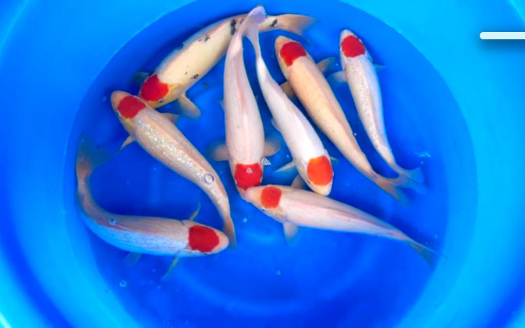 New Tancho Koi Shipment Has Arrived!