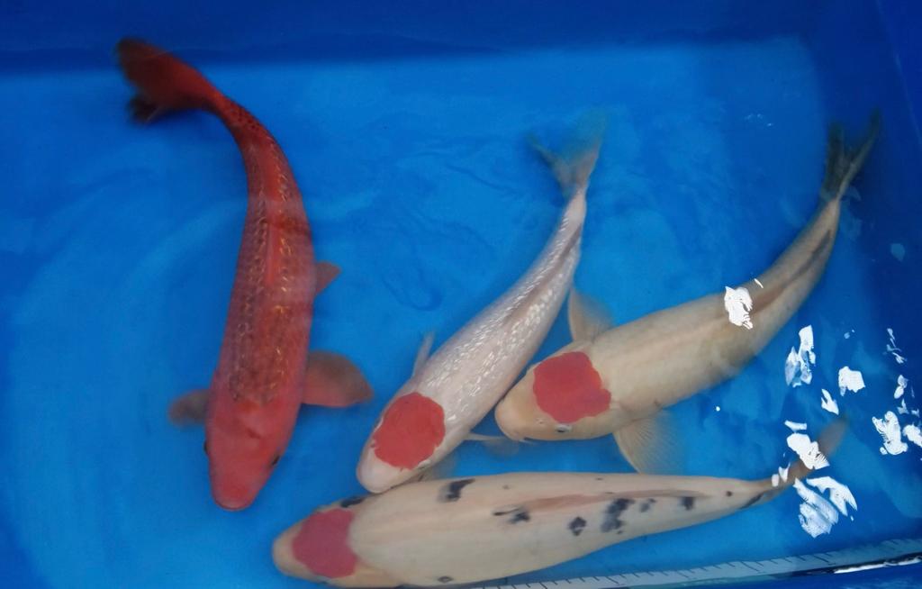 Elite Koi Club Hosting Exclusive “Fab Four” Flash VIP Auction on New Year's Eve