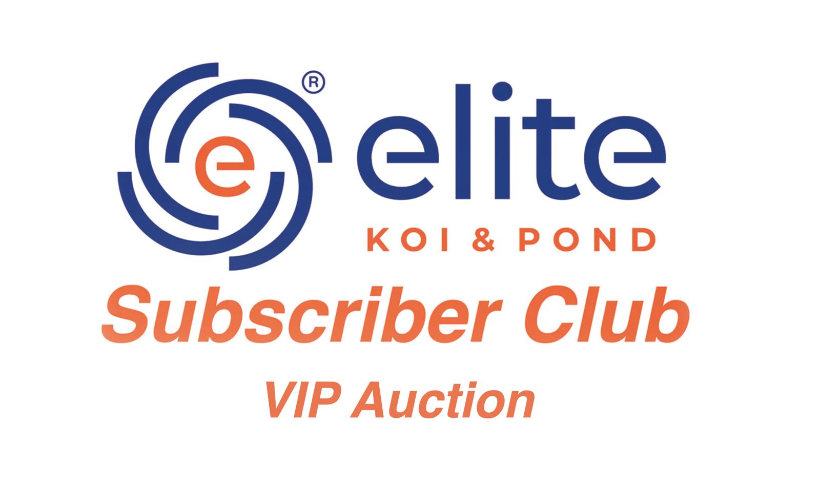 Exclusive First Look: VIP Auction of Premium Nisai Koi for Elite Subscribers