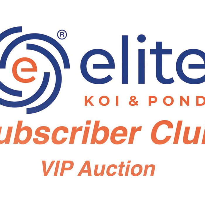 Exclusive First Look: VIP Auction of Premium Nisai Koi for Elite Subscribers