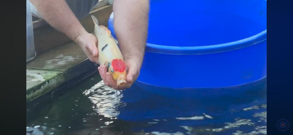 Moving Tancho & Aka Matsuba Nisai Koi on a Bitter Cold January Morning