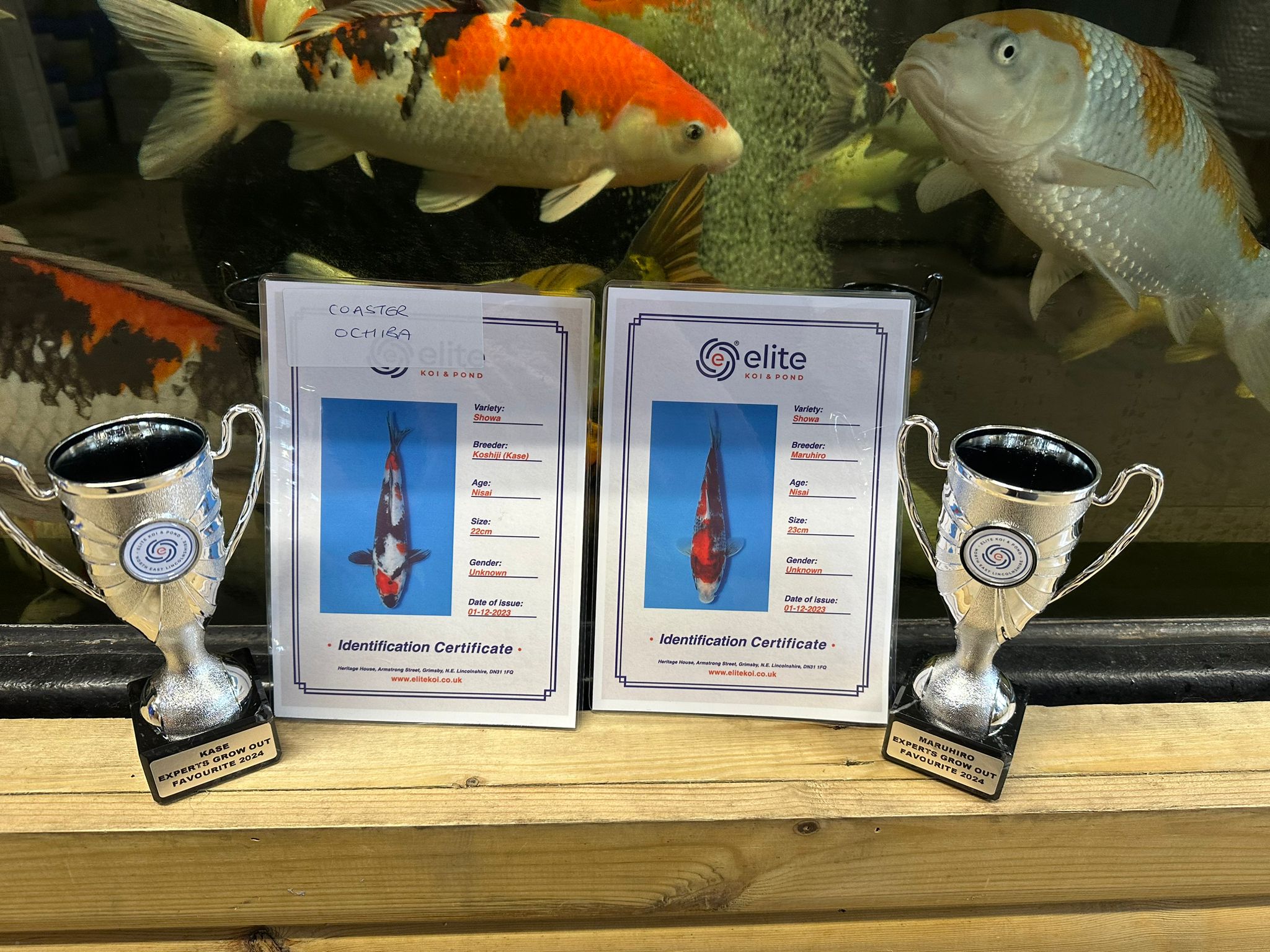 SHOWA GROW OUT - Trophies awarded to Elite Koi Group Experts Maruhiro & Kase Showa favourites.