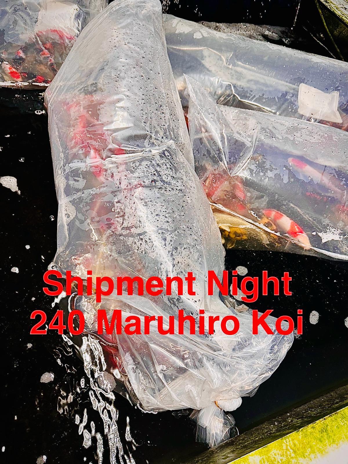 240 NEW JAPANESE KOI CARP ARRIVE AT ELITE KOI! Maruhiro Koi Farm Shipment Unboxing Video