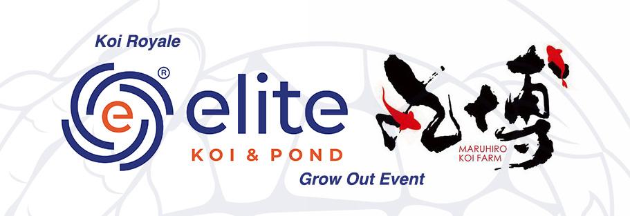 Elite Koi Royale - 40 FAVORITES, ONE POND, 90 DAYS OF AQUATIC SPLENDOR!
