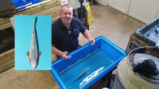 Don't Miss This Stunning Asagi! Elite Koi's Deal of the Week