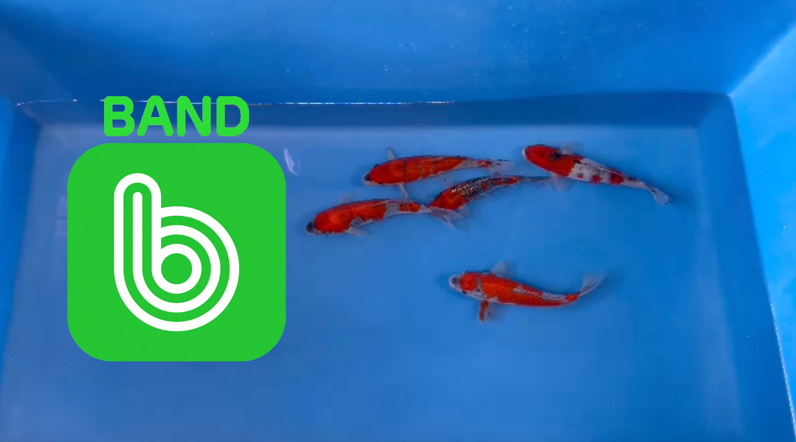 Elite Koi Band Auctions 04/03/23