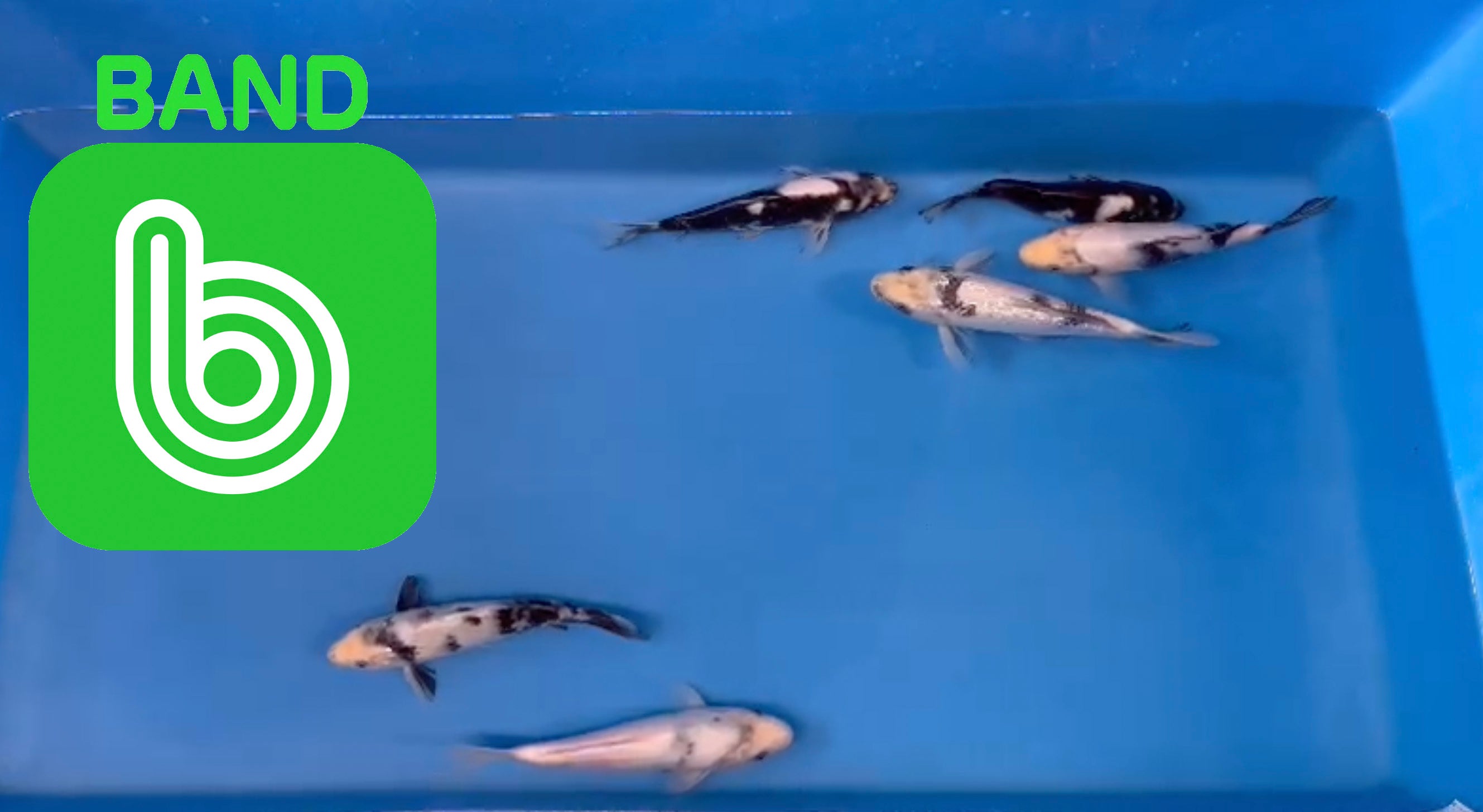 Elite Koi Band Auctions 23/2/23