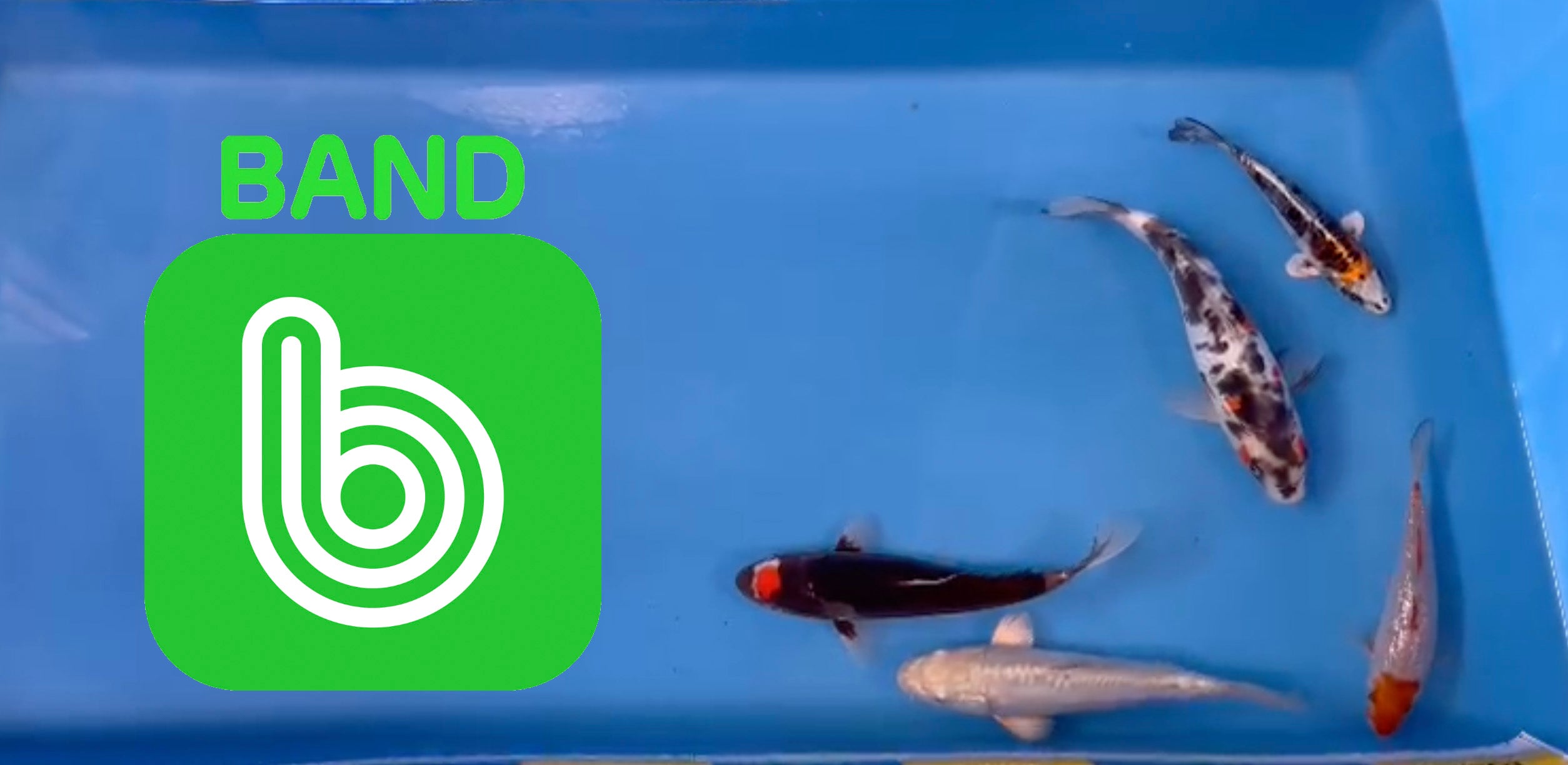 Elite Koi Band Auctions