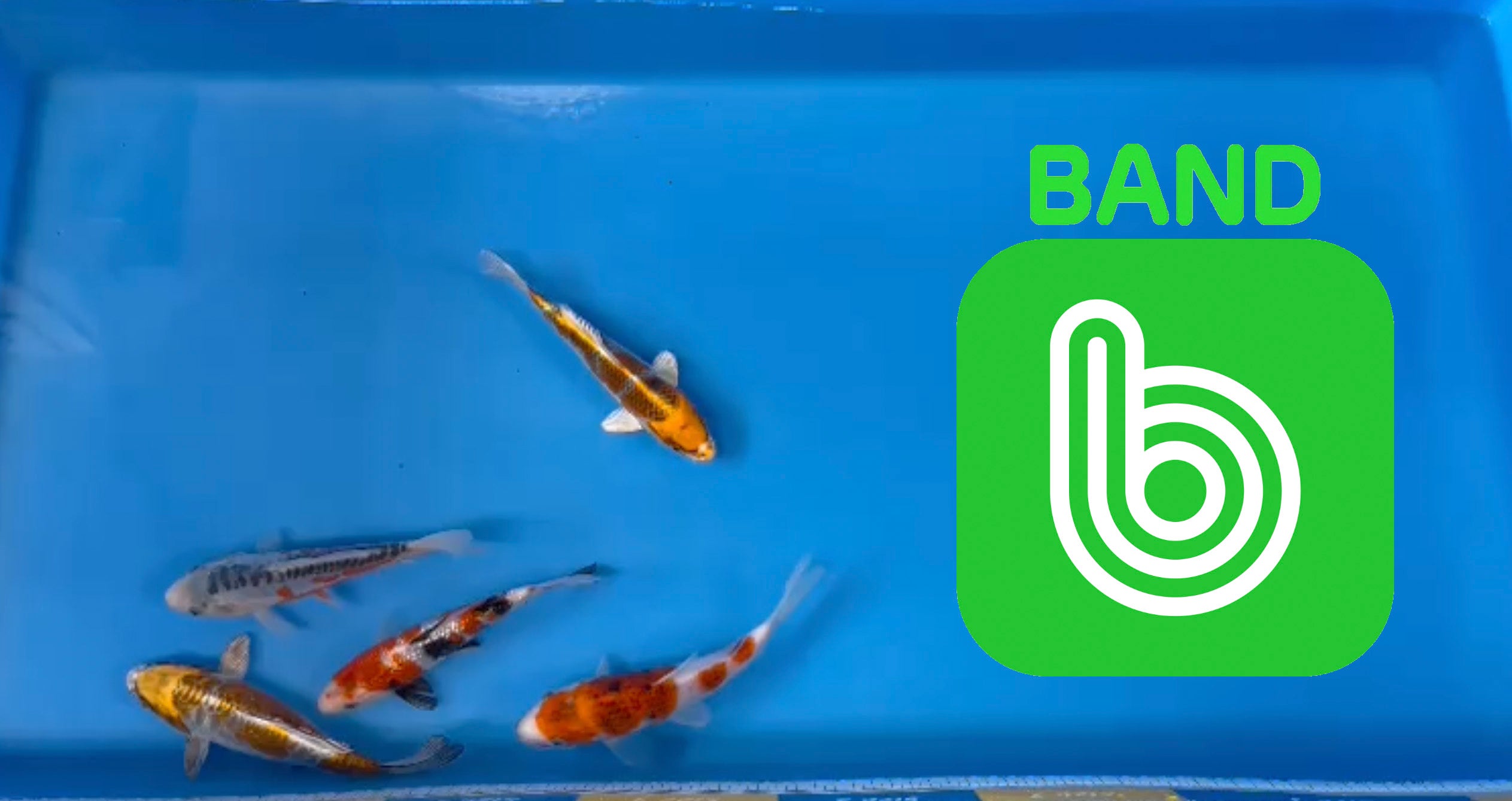 Elite Koi Band Auctions 28/03/23