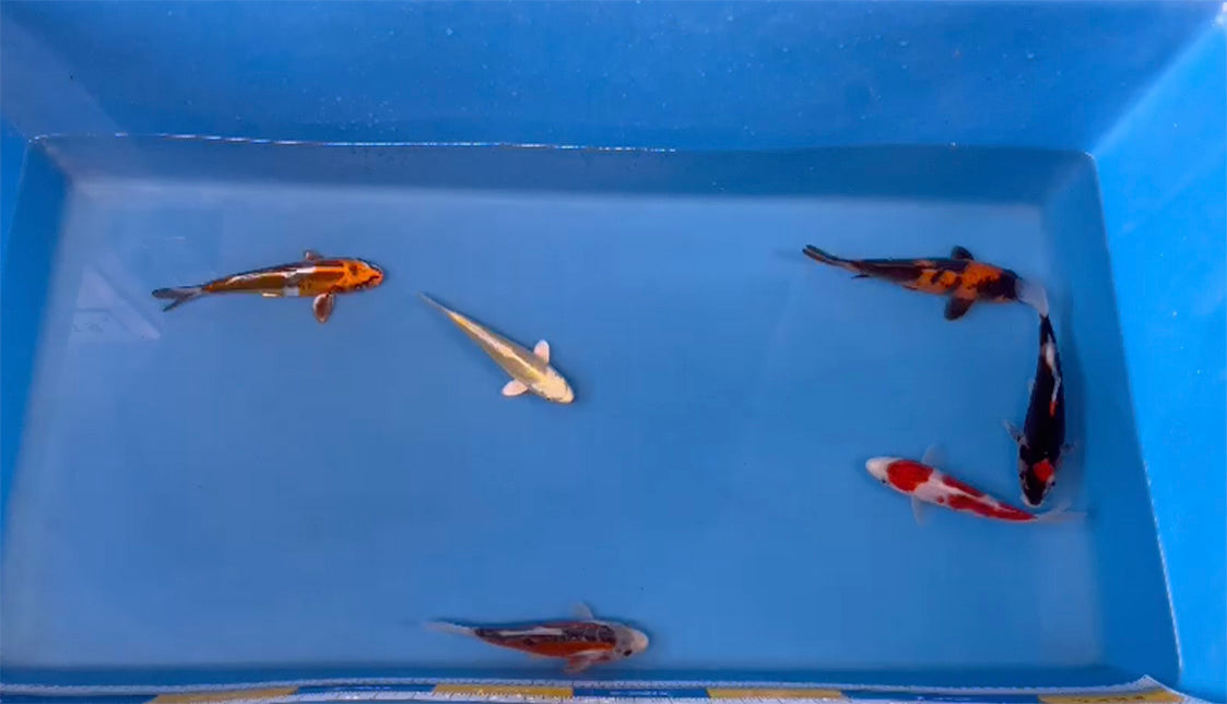 Elite Koi Band Auctions