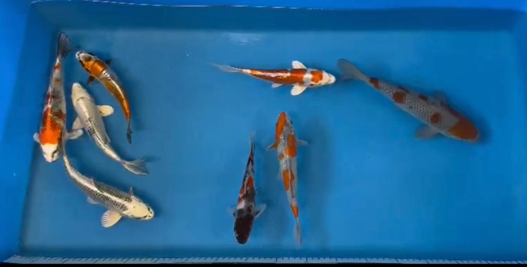 Saturdays  Live Japanese Koi Selected, Which one is your favourite?