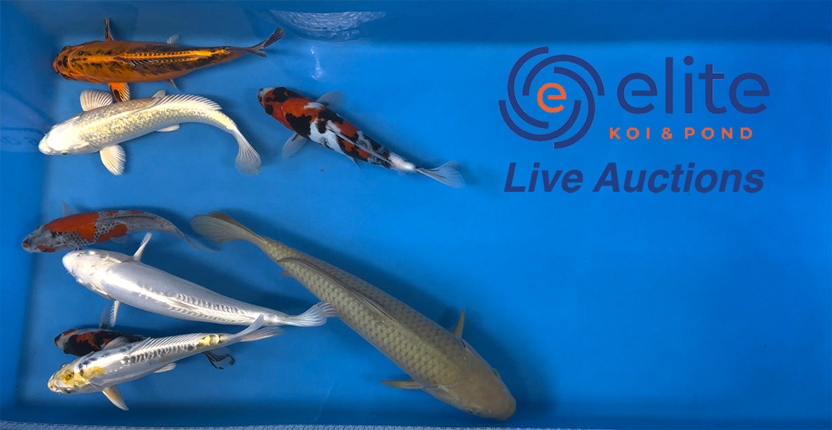 Live Auction Koi Selected for Saturday 11th of March