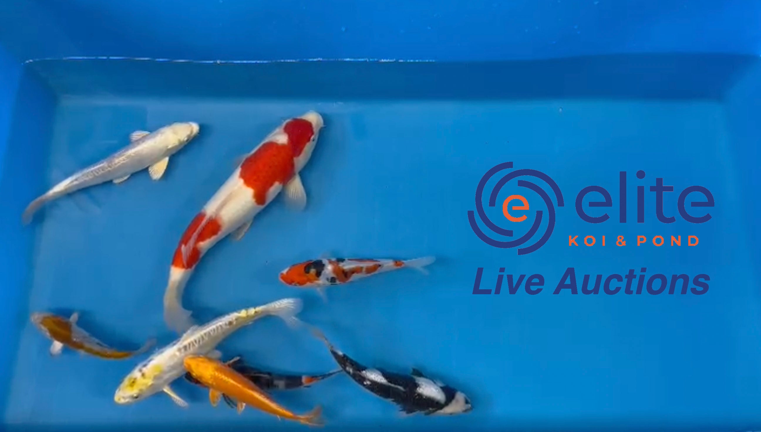 Live Auction Koi Selected for Saturday 12th June