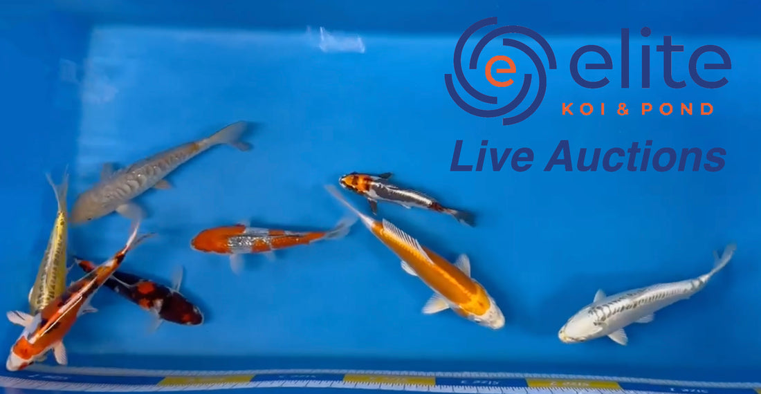 Live Auction Koi Selected for Saturday 18th February