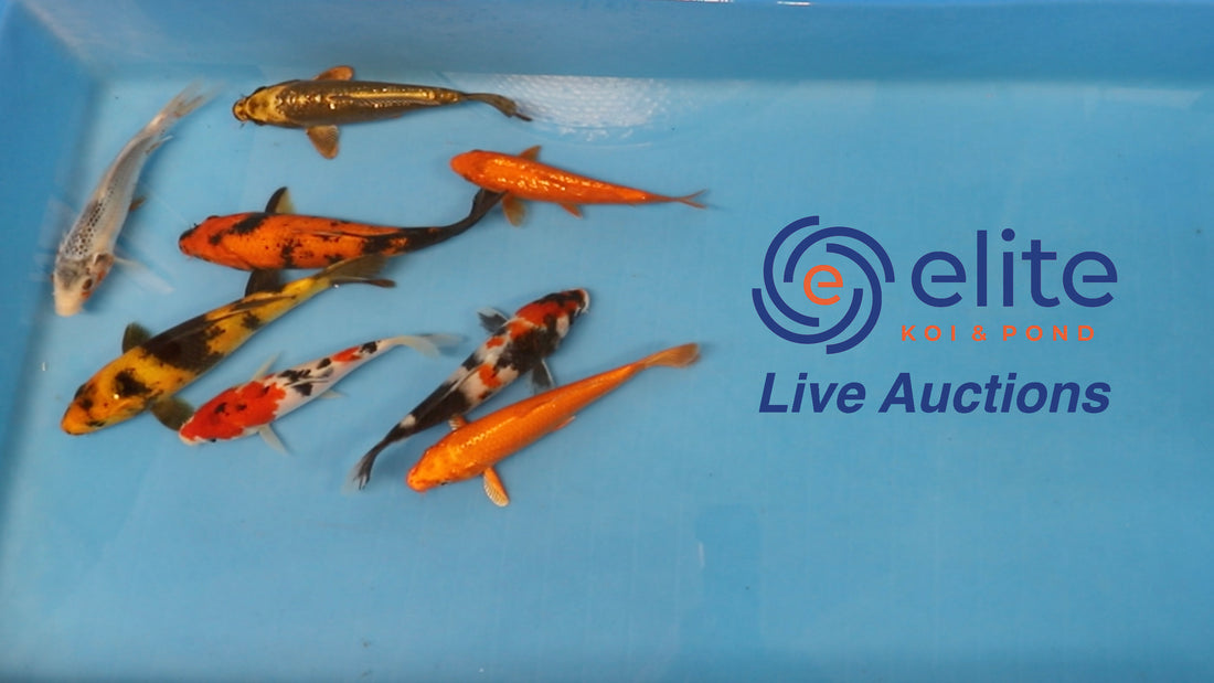 Live Auction Koi Selected for Monday 28th August