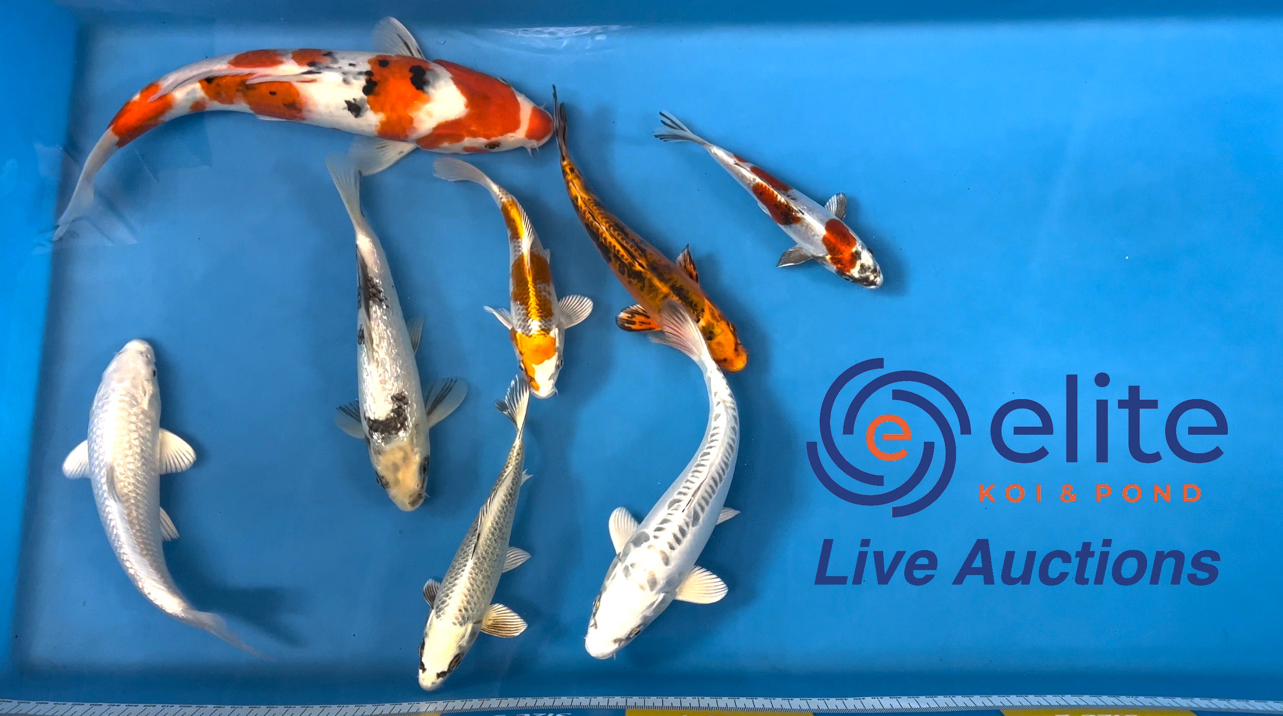 Live Auction Koi Selected for Saturday 25th of March